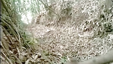 Desi jungle sex