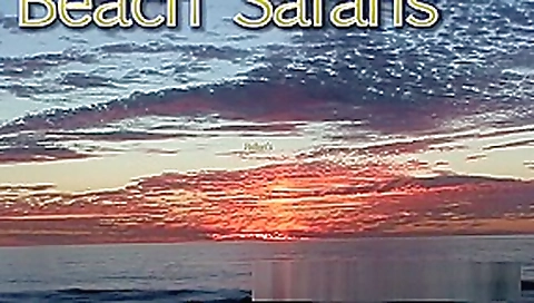 Beach Porn - Hot Couples Fuck On The Beach