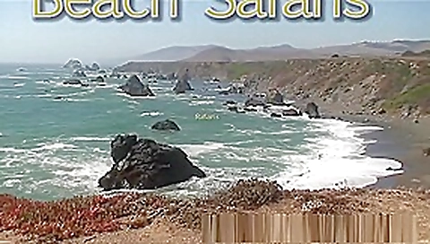 Rafians Beach Safaris 21